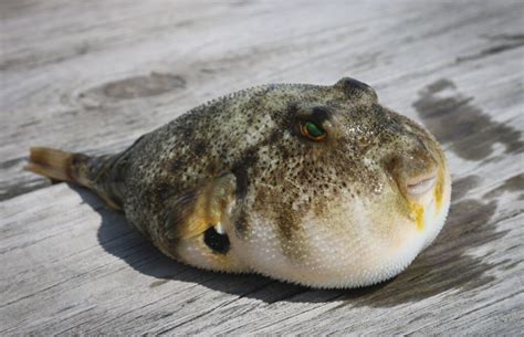 Fugu Fish: The poisonous Japanese Puffer Fish you can buy online