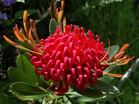 Waratah flower | A gorgeous big waratah bloom in my garden. | Simone ...