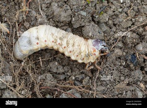 Le scarabee rhinoceros hi-res stock photography and images - Alamy