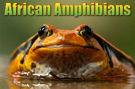 African Amphibians List With Pictures & Facts: Amazing Amphibians Of Africa