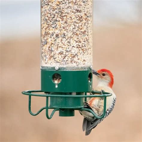 Squirrel-Proof Bird Feeder - USAMERICA SHOP