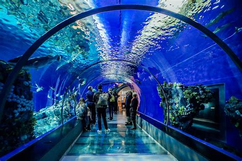 HD wallpaper: underwater tube, people standing inside fish aquarium ...