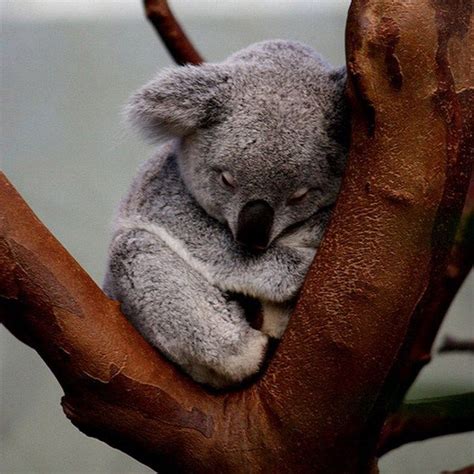 Filhotes de Animais [11] | Cute animals, Animals beautiful, Koala