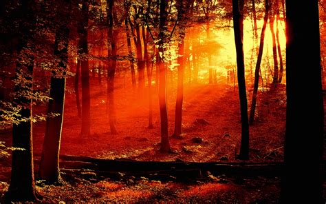 Forest Sunrise Wallpaper Landscape Nature Wallpapers in jpg format for ...