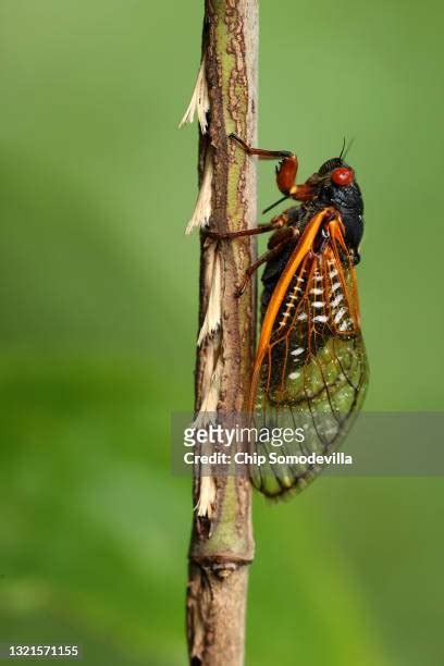 167 Cicada Eggs Stock Photos, High-Res Pictures, and Images - Getty Images