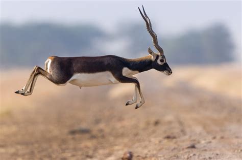 Blackbuck - Facts and Beyond | Biology Dictionary