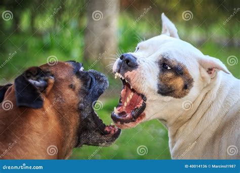 Fighting dogs stock photo. Image of white, scary, animal - 40014136