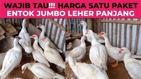 PAKET HEMAT‼️HARGA INDUKAN ENTOK JUMBO SIAP BREEDING | ENTOK JUMBO ...