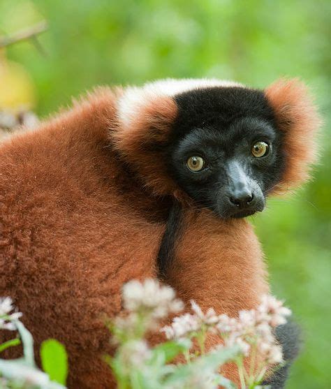 Red-ruffed lemurs eat a diet of fruit and pollen (and some leaves, when nectar is scarce during ...