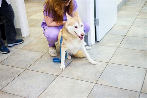 Hamptonburgh Animal Hospital Patient Gallery | Vet Clinic In Campbell Hall, NY