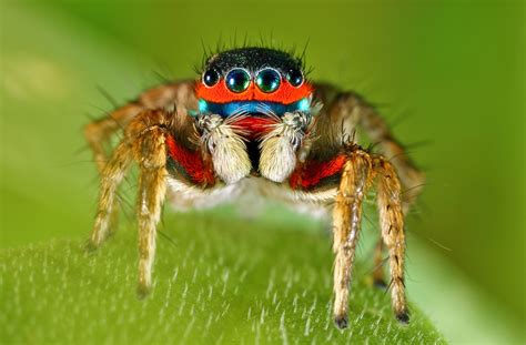 https://flic.kr/p/JWJWWR | Colorful jumping Spider | Adult male jumping spider posing. Creative ...