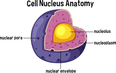 Nucleoplasm Illustrations Illustrations, Royalty-Free Vector Graphics & Clip Art - iStock