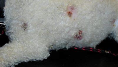 What Is Sebaceous Adenitis Poodles