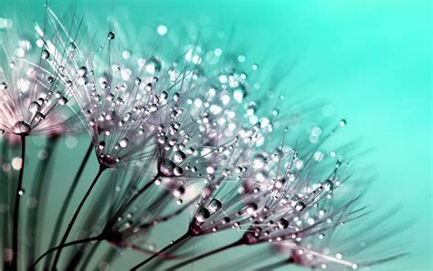 Water Droplets Dandelion Seeds Free Stock Photo - Public Domain Pictures