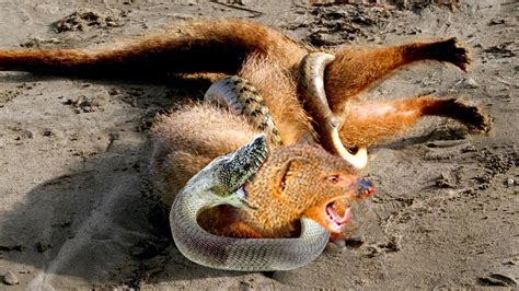 Unbelievable! King Cobra Kills Mongoose With Powerful Bite - Mongoose ...