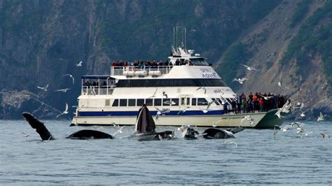 Kenai Fjords Photo & Video Gallery - Major Marine Tours