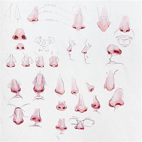 Different Nose Shapes Drawing