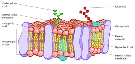 The Fluid Mosaic Model | Introducing the Cell