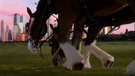 Clydesdales return in Budweiser Super Bowl commercial