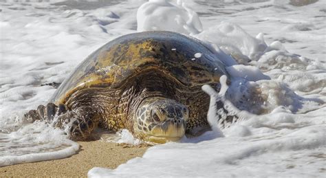 The Hawaiian Honu, Big Island Symbol of Wisdom and Good Luck