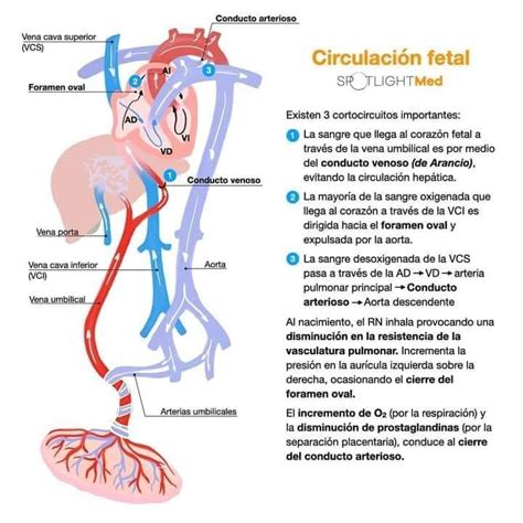 Directamente Antorchas despensa anatomia de la circulacion fetal Íncubo ...