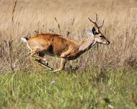 Pampas Deer - Facts, Diet, Habitat & Pictures on Animalia.bio