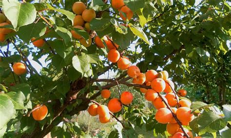 Apricot Tree Growing Tips For Sweet Success - Epic Gardening