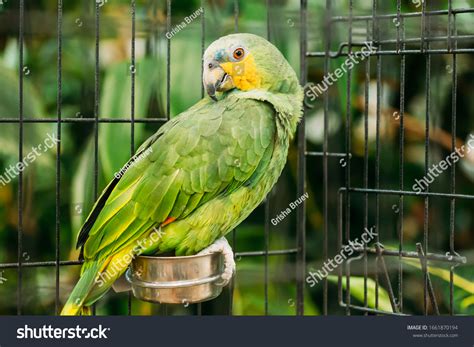 24,041 Parrot In Cage Images, Stock Photos & Vectors | Shutterstock