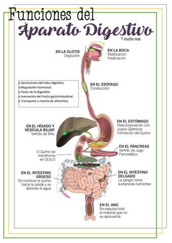 6) FUNCIONES DEL APARATO DIGESTIVO by Lucero Cristina .ewe - Issuu