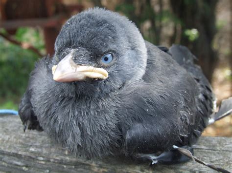 Baby crow by CreoR on DeviantArt