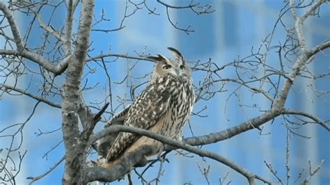 Flaco the Owl: Central Park Zoo Shares Friday Update – NBC New York