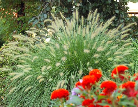 How to Care for Ornamental Grasses Through the Seasons | Ornamental ...