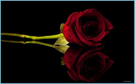 Red Rose On The Black Background By Arkadiusz Wlodarczyk | lupon.gov.ph