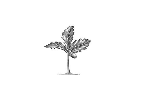 Steven Noble Illustrations: Oak tree sapling