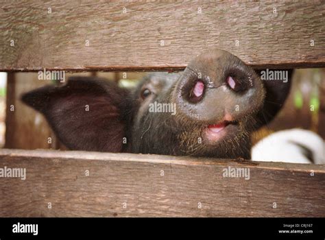 A domestic pig Stock Photo - Alamy