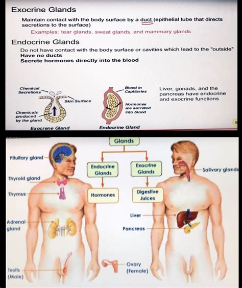 Exocrine and endocrine glands | Exocrine gland, Endocrine, Sweat gland