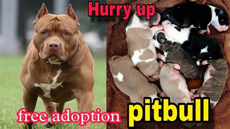 🔥🔥 Pitbull Free Adoption in India l free dog adoption l free pitbull puppies for adoption - YouTube