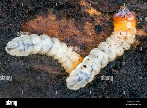 longhorn beetles, long-horned beetles (Cerambycidae), larvae, Germany ...