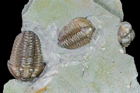 Ohio Trilobites For Sale - FossilEra.com