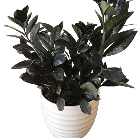 ZZ Plant Black | Indoor Plants | Online Plants nursery | Gulab.pk