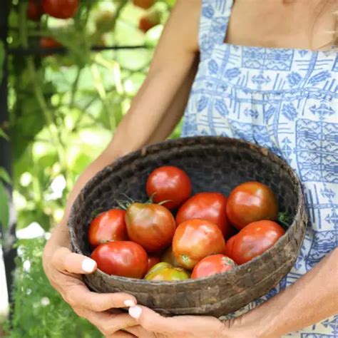 The Best Liquid Tomato Fertilizer Organic to Boost Your Garden Harvest