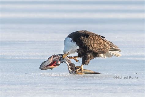 Eagle Gallery: bald eagle diet information