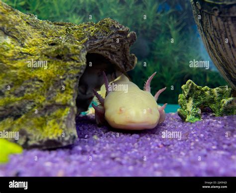 Axolotl Mexican underwater walking fish salamander in aquarium Stock ...