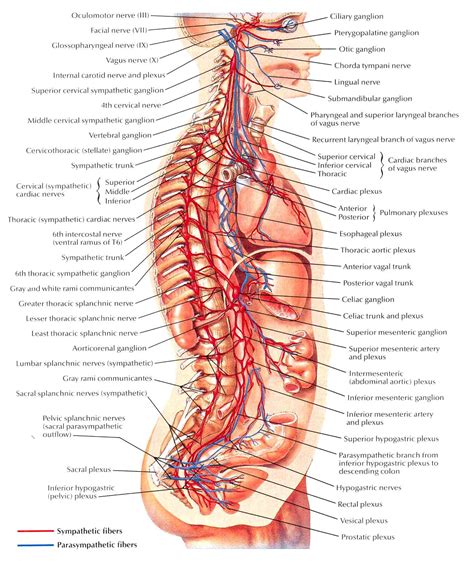 nervous system diagram worksheet - ModernHeal.com