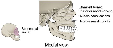 The Skull | Anatomy and Physiology I