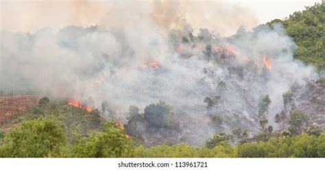 Fire Forest Vietnam Stock Photos - 423 Images | Shutterstock