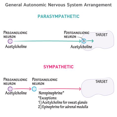 Physiology Glossary: Autonomic Nervous System - General Arrangement | ditki medical & biological ...