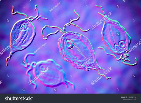 47 Trichomonas Hominis Images, Stock Photos & Vectors | Shutterstock