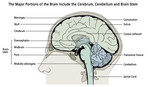 Brain Anatomy | Princeton Brain and Spine