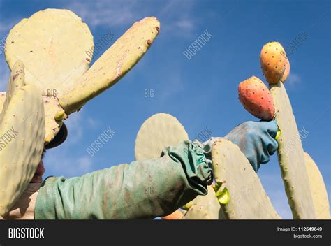 Harvest Season Image & Photo (Free Trial) | Bigstock